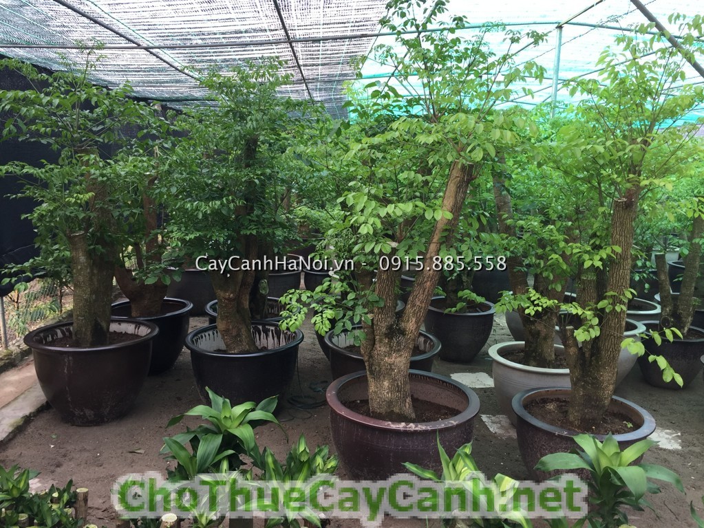 cay-hanh-phuc-4-1 Cây Hạnh Phúc - loài cây mang đến sự thịnh vượng sung túc