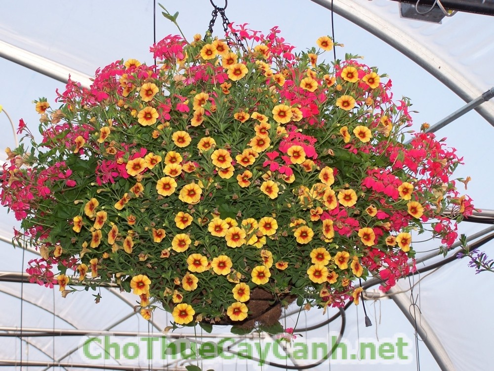 hoa-trieu-chuong-1 Hoa Triệu Chuông loài hoa của nắng